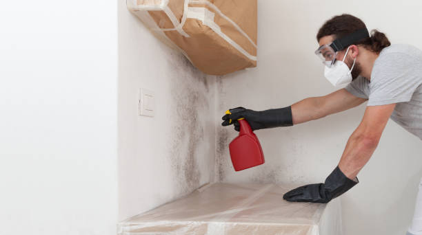 Professional Attic Mold Removal technician working in Dover, NJ